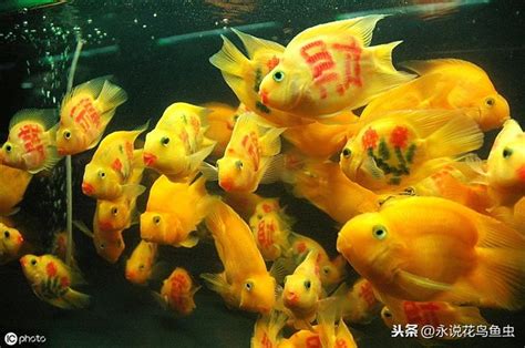 血鸚鵡 溫度|血鸚鵡 (財神魚)飼養教學及注意－我愛家｜痞客